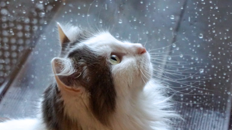 Animal Name Origins – Why is a Cat a Cat? Animal Name Origins – Why is a Cat a Cat?